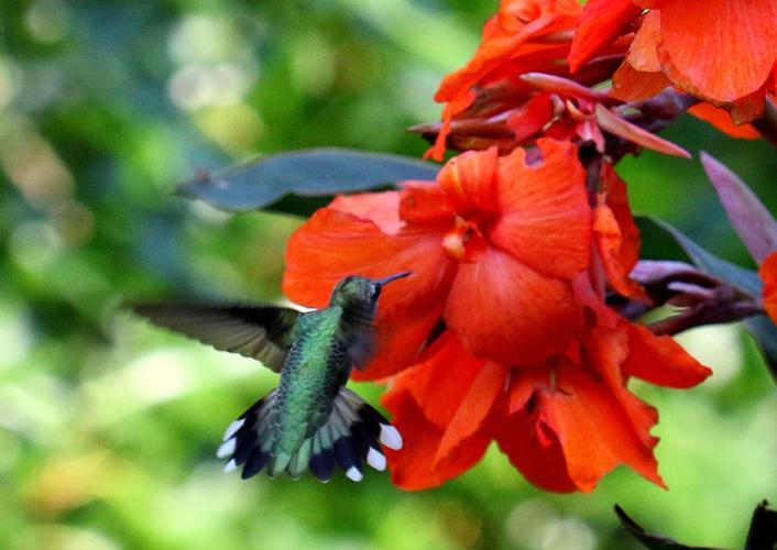 Hummingbird