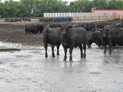 Feedlots after storm