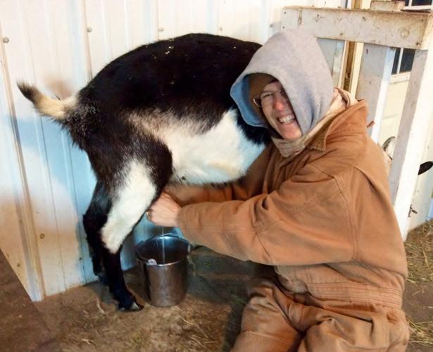 Julie Maro milks goat
