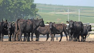 Rough Start To Summer For Feeder Cattle Market Livestock