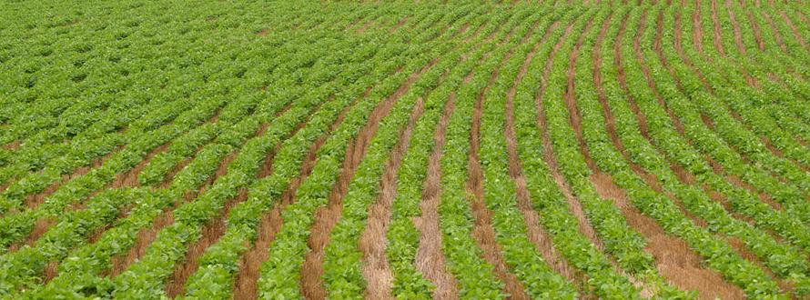 Soybean field