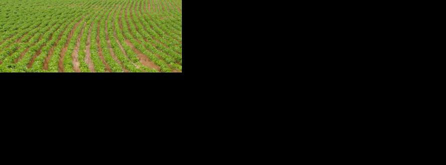 Soybean field