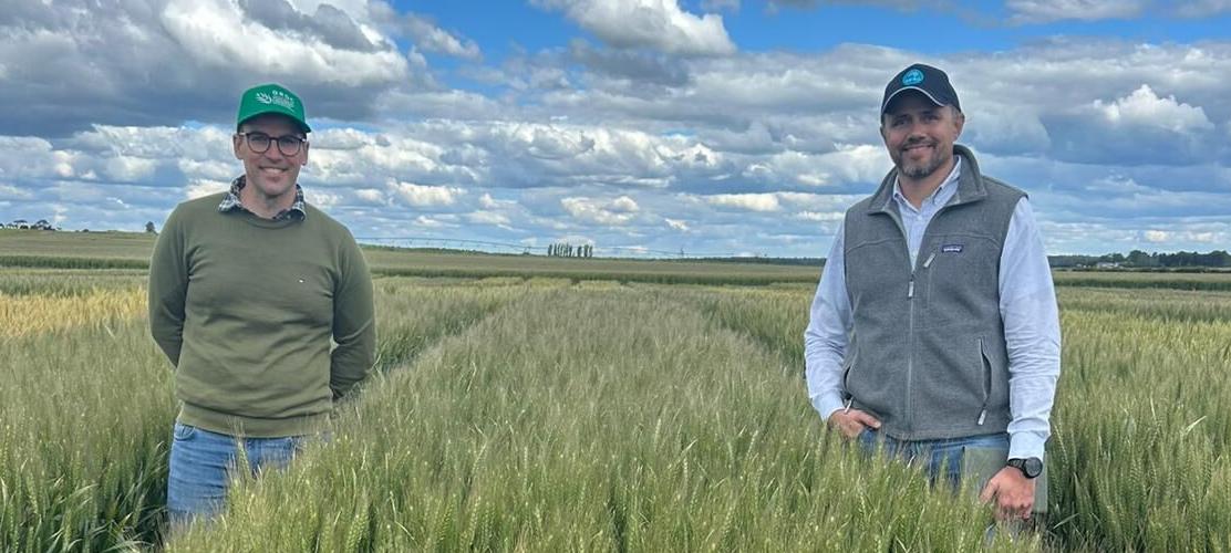 Wheat crop in Tasmania