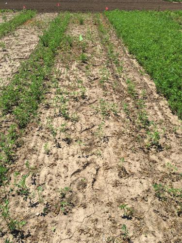 Autotoxicity when only alfalfa roots incorporated