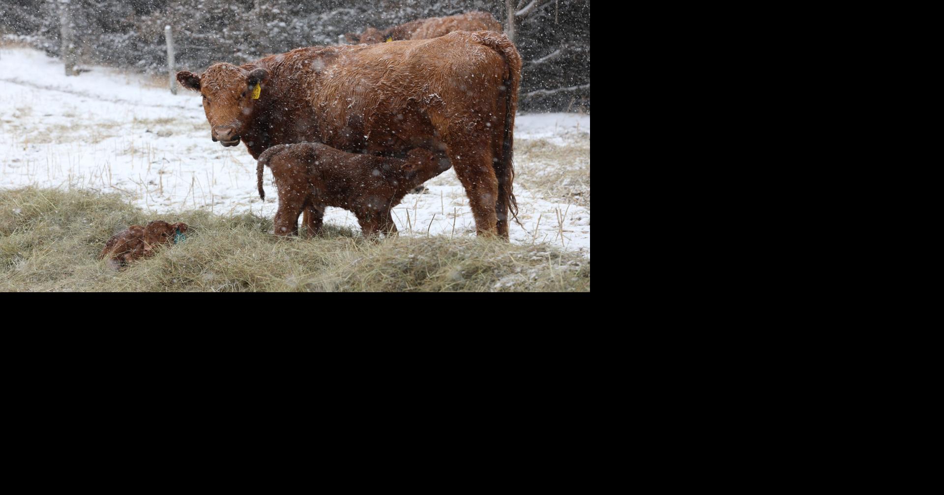 Sandhills Calving System protects calf health, ranch profitability