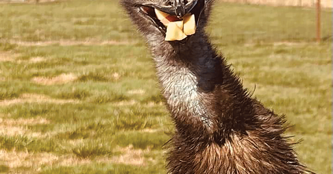 Agritourism stops feature exotic animals