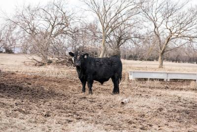 Winter young Angus bull