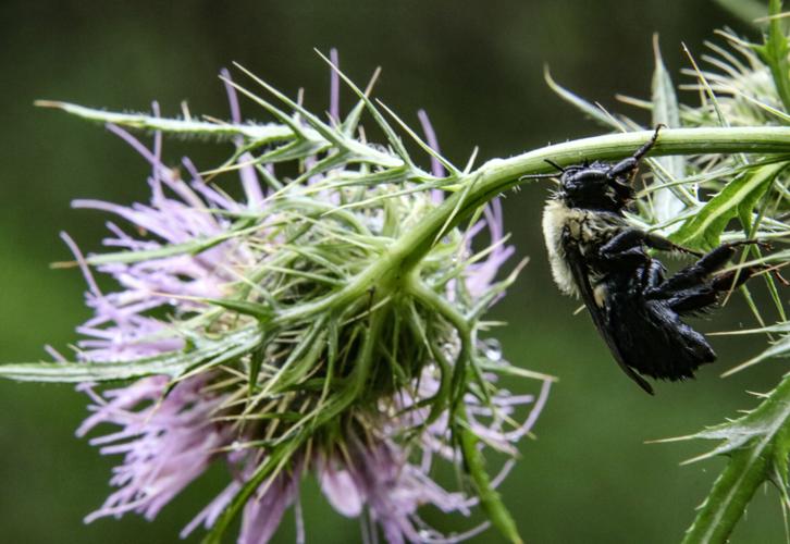 Bumblebee