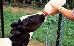 Young Calves Need Proper Nutrition Livestock Agupdate Com