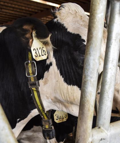 Cow with activity collar