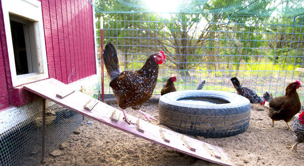 Small flock biosecurity important to protect against avian influenza