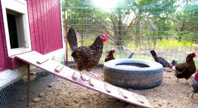 Small flock biosecurity important to protect against avian influenza
