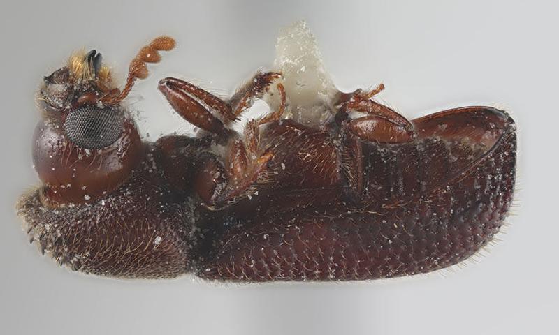 larger grain borer