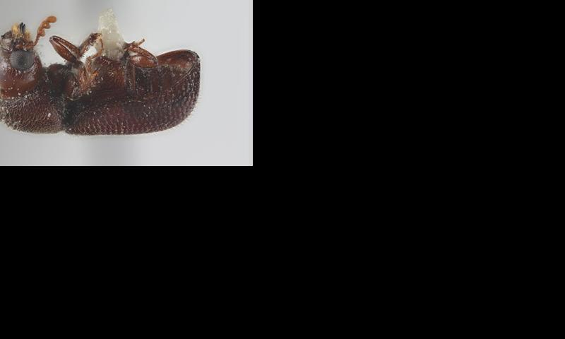 larger grain borer