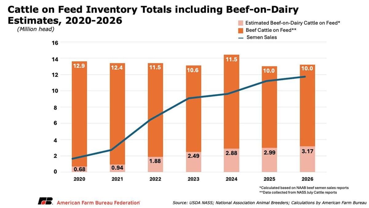 Cattle on feed