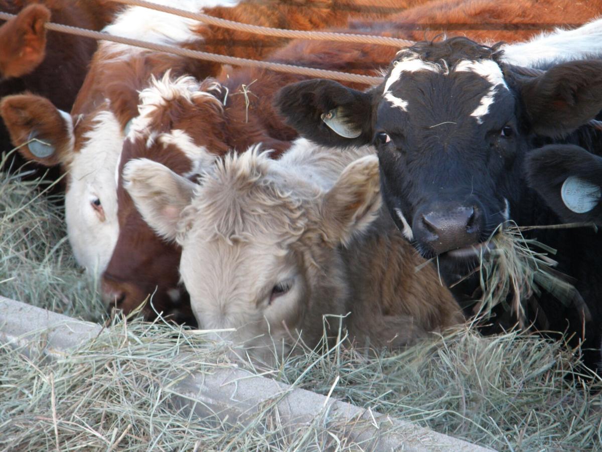 Weaned calves feed on hay