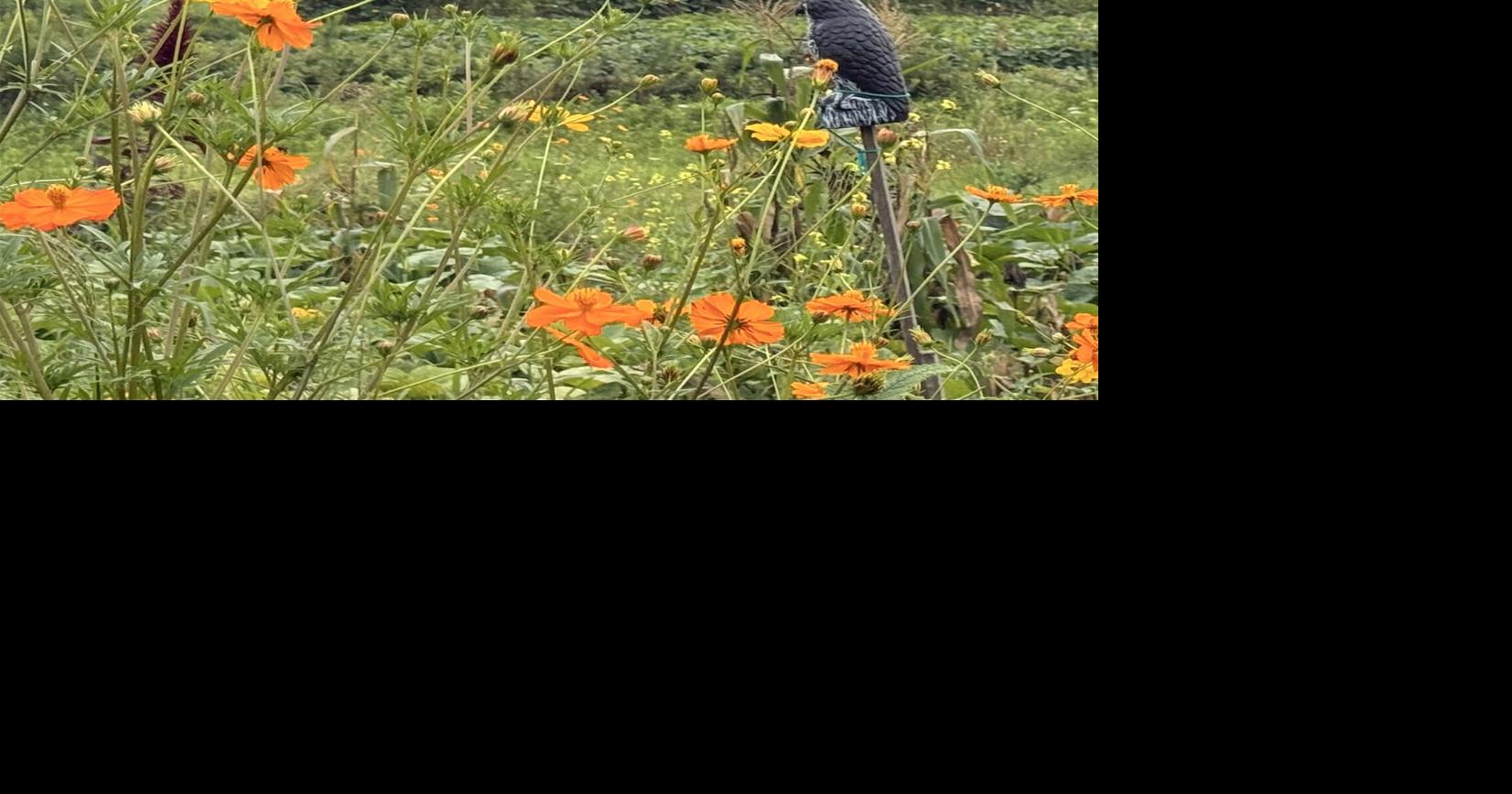 Owl decoy