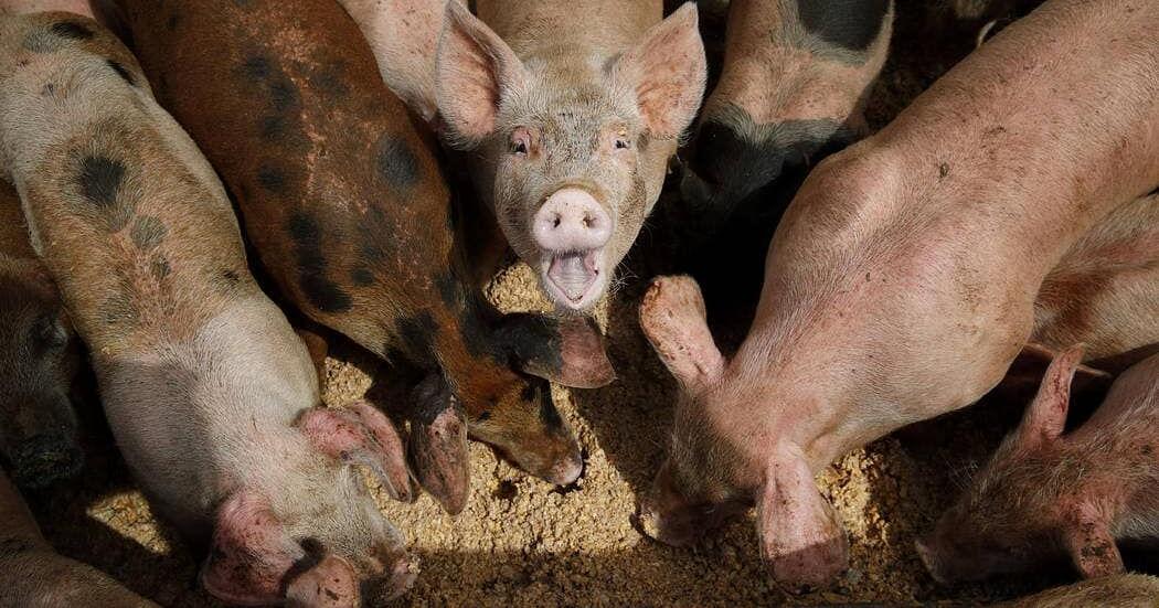 Food waste can be staple in livestock diets - Vimarsana News