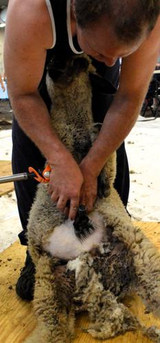 Sheep shearing industry 5.JPG