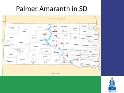 Palmer amaranth South Dakota