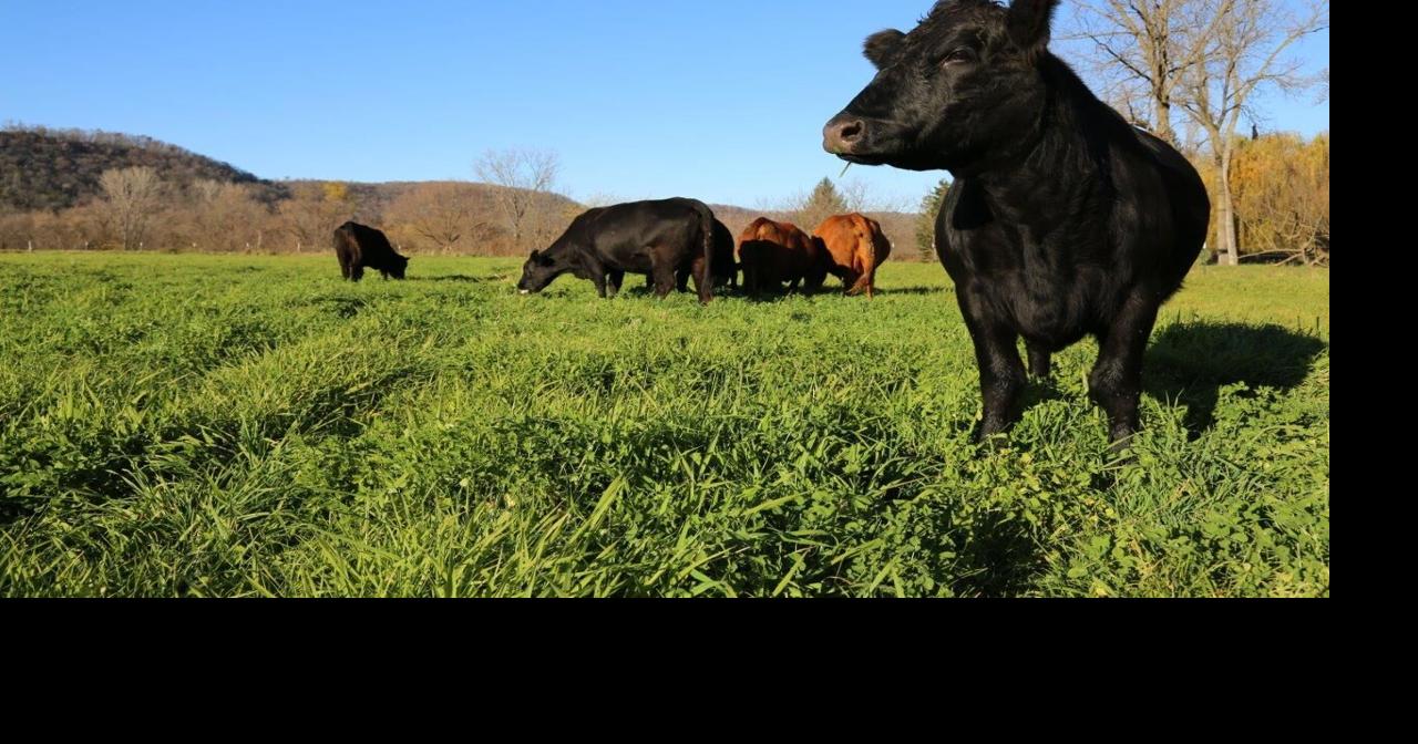 Maximizing pasture potential, the science behind multi-species grazing