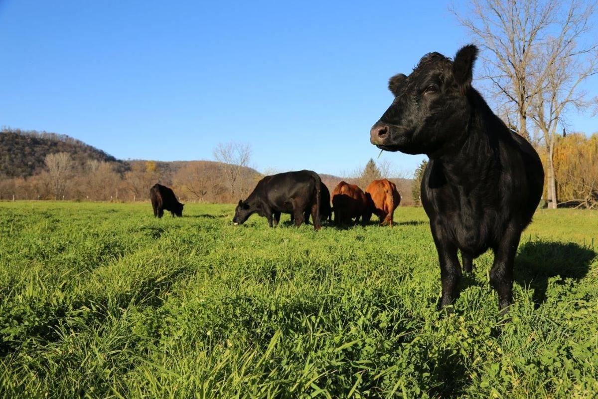 Beef cattle on pasture
