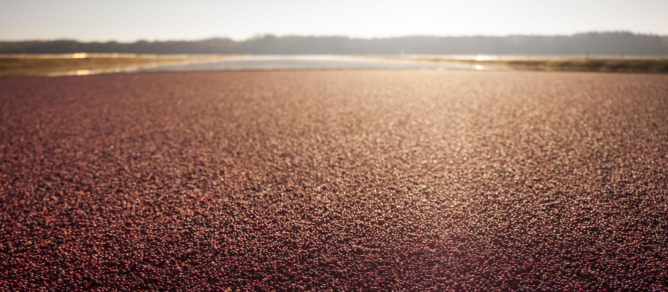 20140926_Cranberry_033.JPG