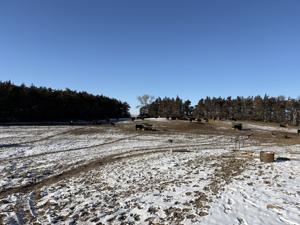 Cow herd comes home for cold snap