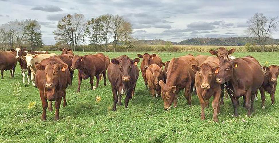 Beef cattle in field on pasture