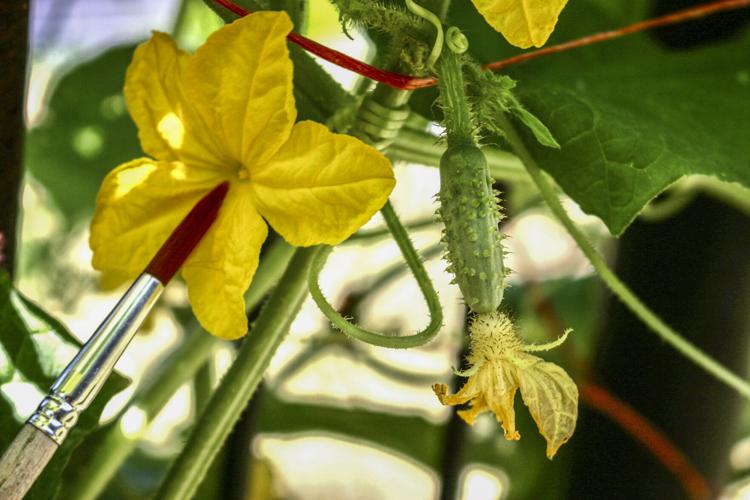 Cucumber flower