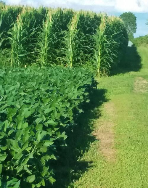 Corn and beans in field
