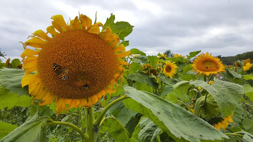 Sunflowers