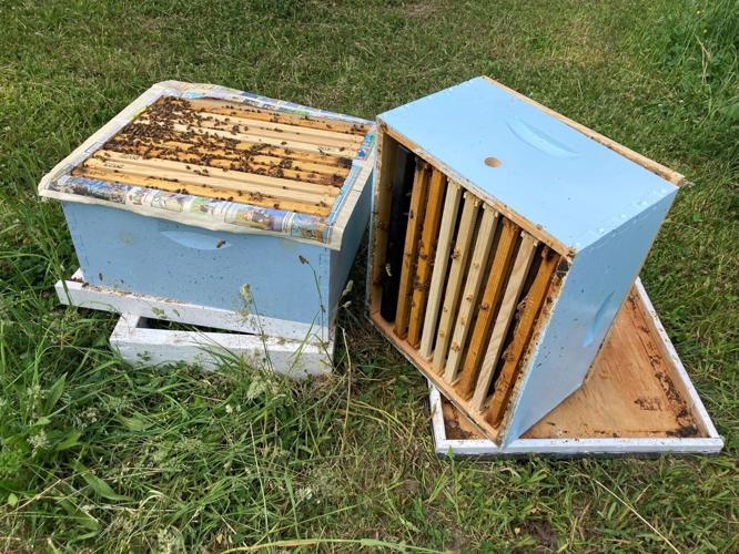 Honey bees