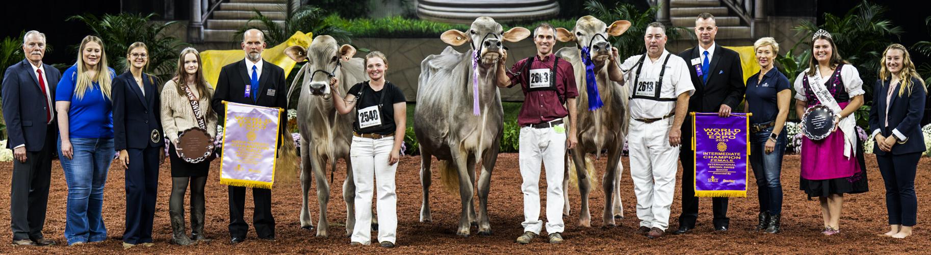 Intermediate champion and reserve intermediate champion of 2023 International Brown Swiss Show