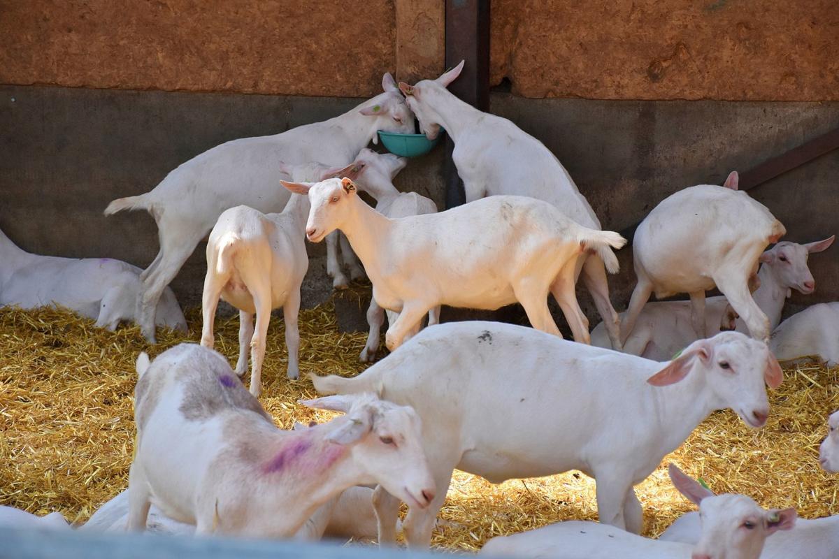 Goat Farm Moves To Next Generation Business Agupdate Com