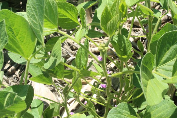 SDSU Field Day (41).JPG