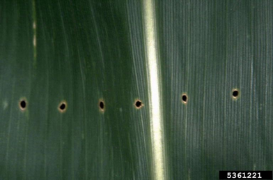 corn borer
