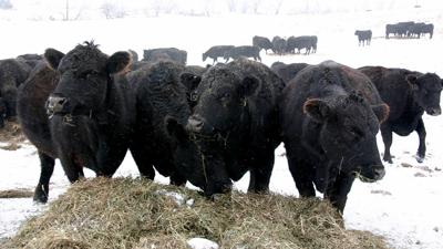 Cattle Producers Eye Winter Feedlot Conditions Livestock