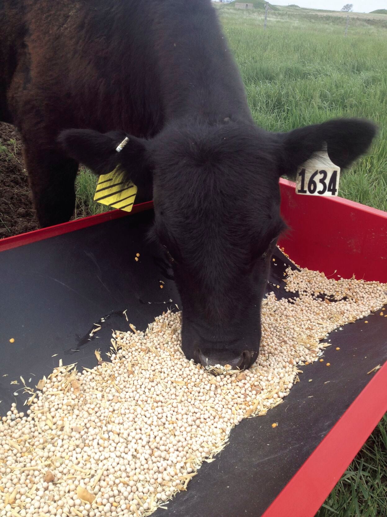 Peas for cattle 1.jpg