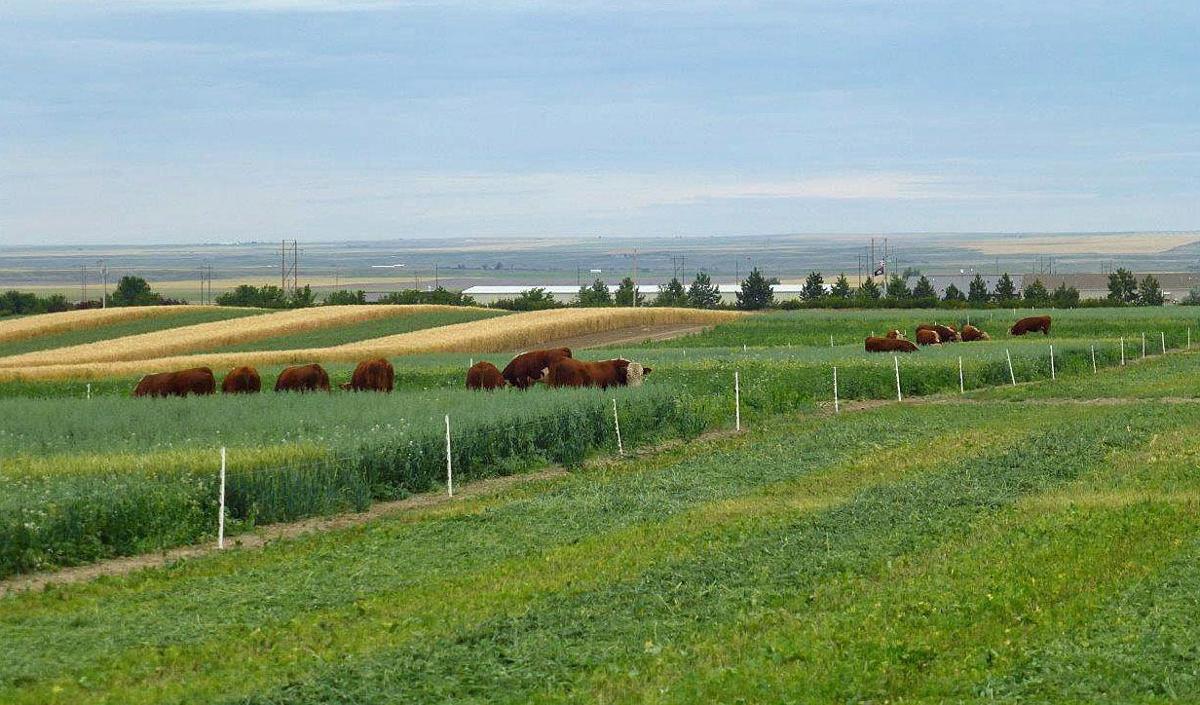 Cover crop grazing