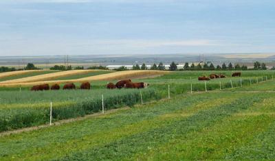 Cover crop grazing