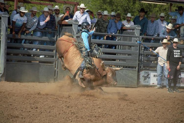 Rodeo bulls (1).jpeg