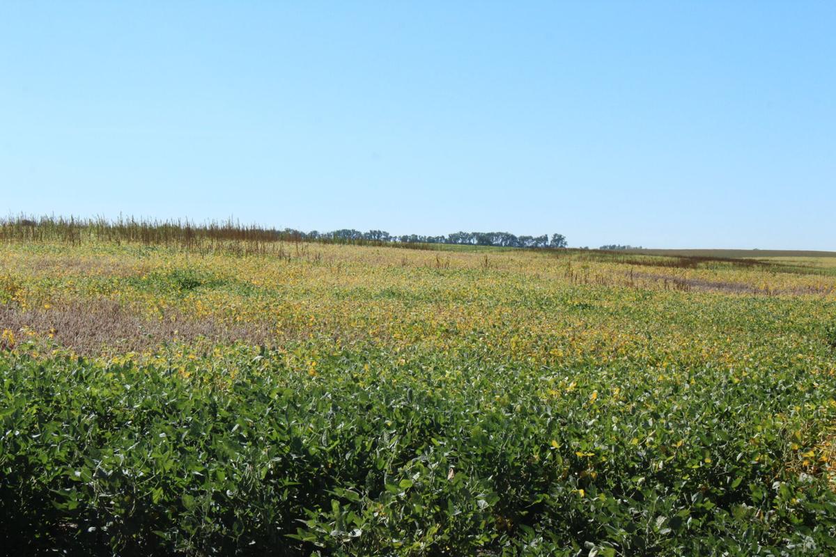 Soybeans turning