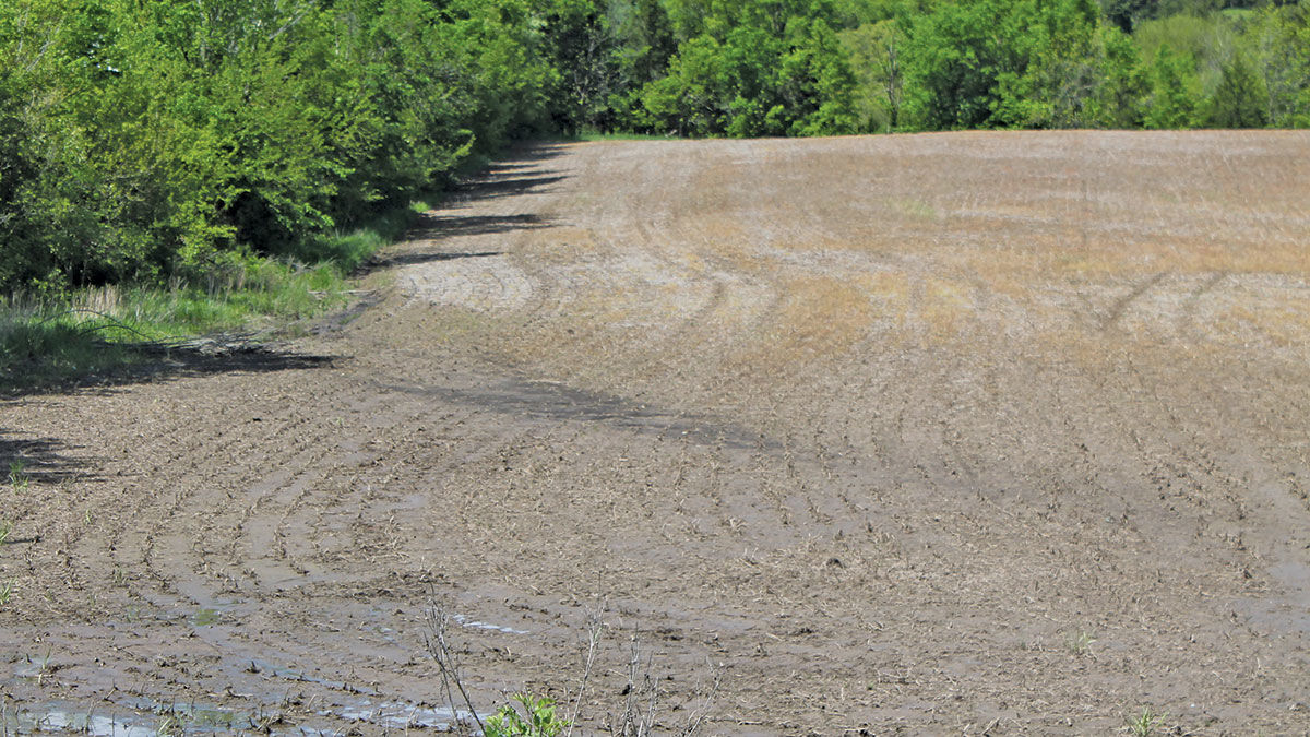 Wet field