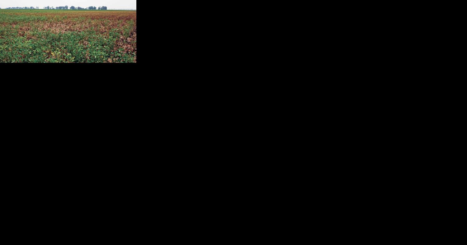 Crop insurance may affect tax decisions - Vimarsana News