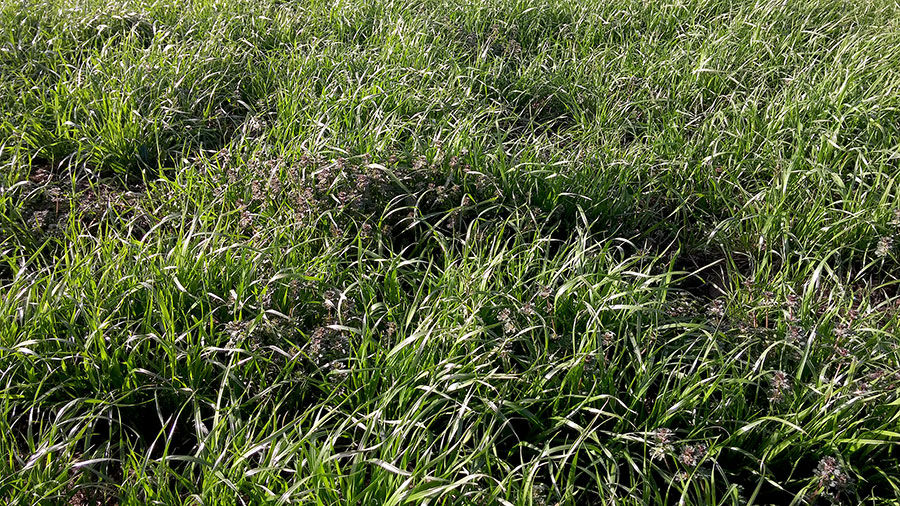 Dormant spraying alfalfa weeds