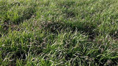 Ryegrass Purdue University Weed Science photo