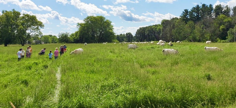Cattle on pasture