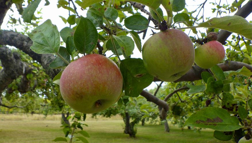 Apples