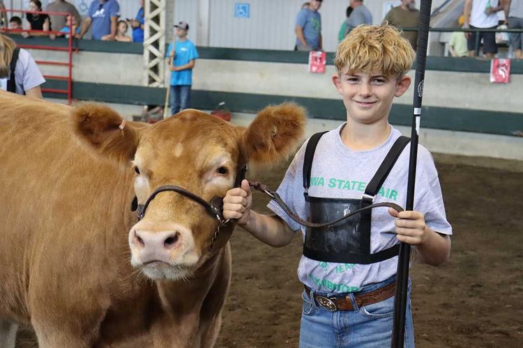 4-H cow